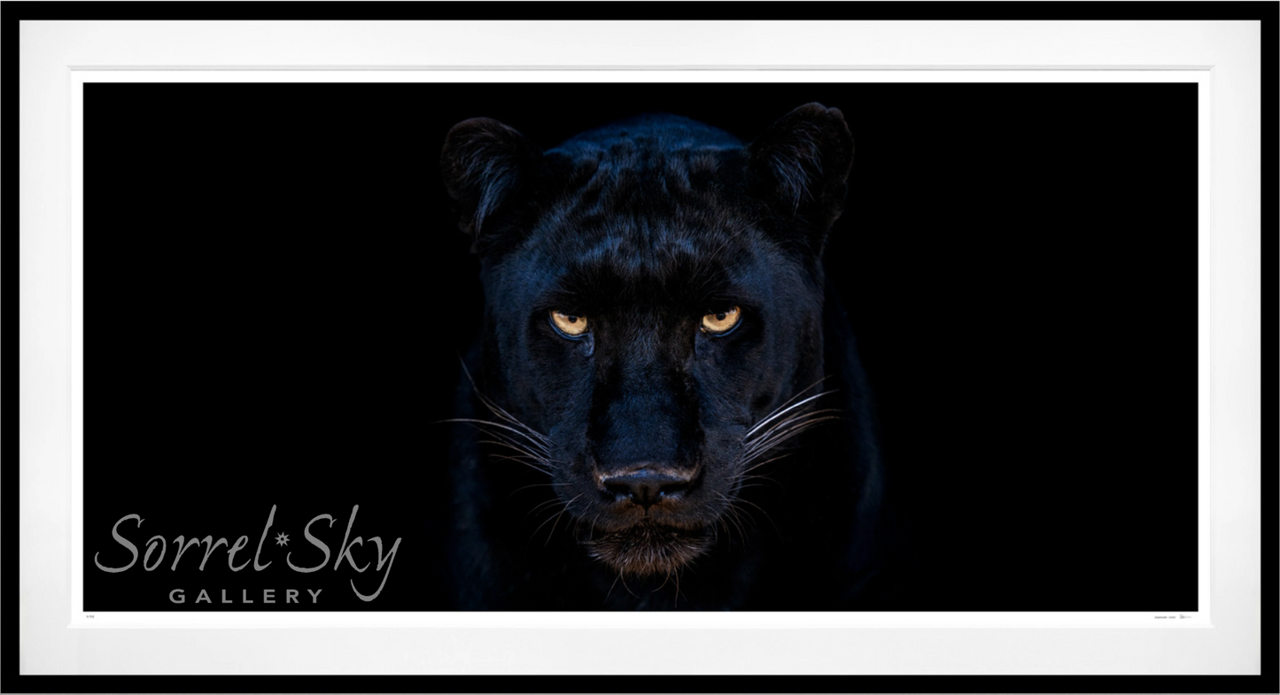 The Black Panther Club-Photographic Print-David Yarrow-Sorrel Sky Gallery