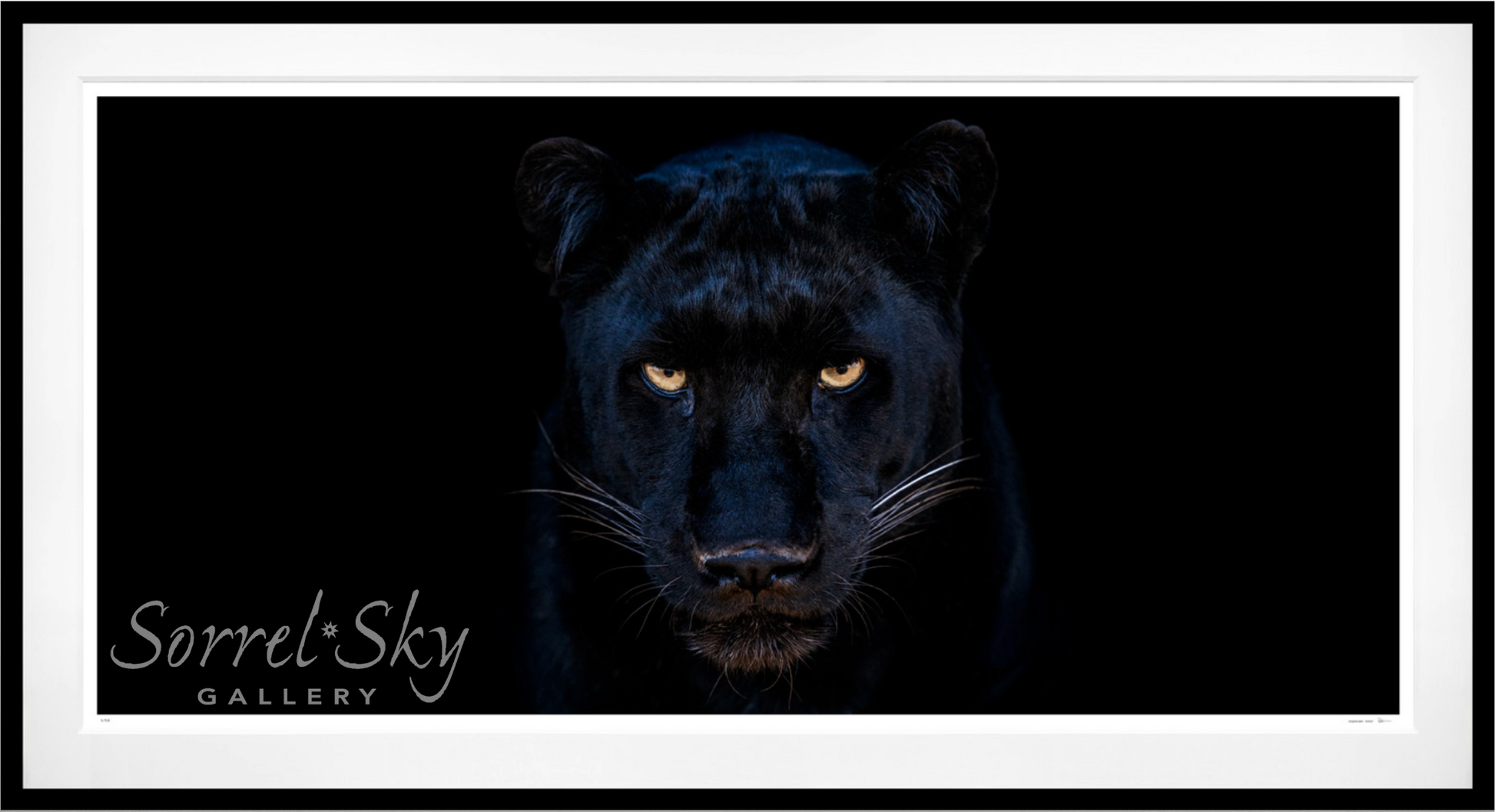 The Black Panther Club-Photographic Print-David Yarrow-Sorrel Sky Gallery