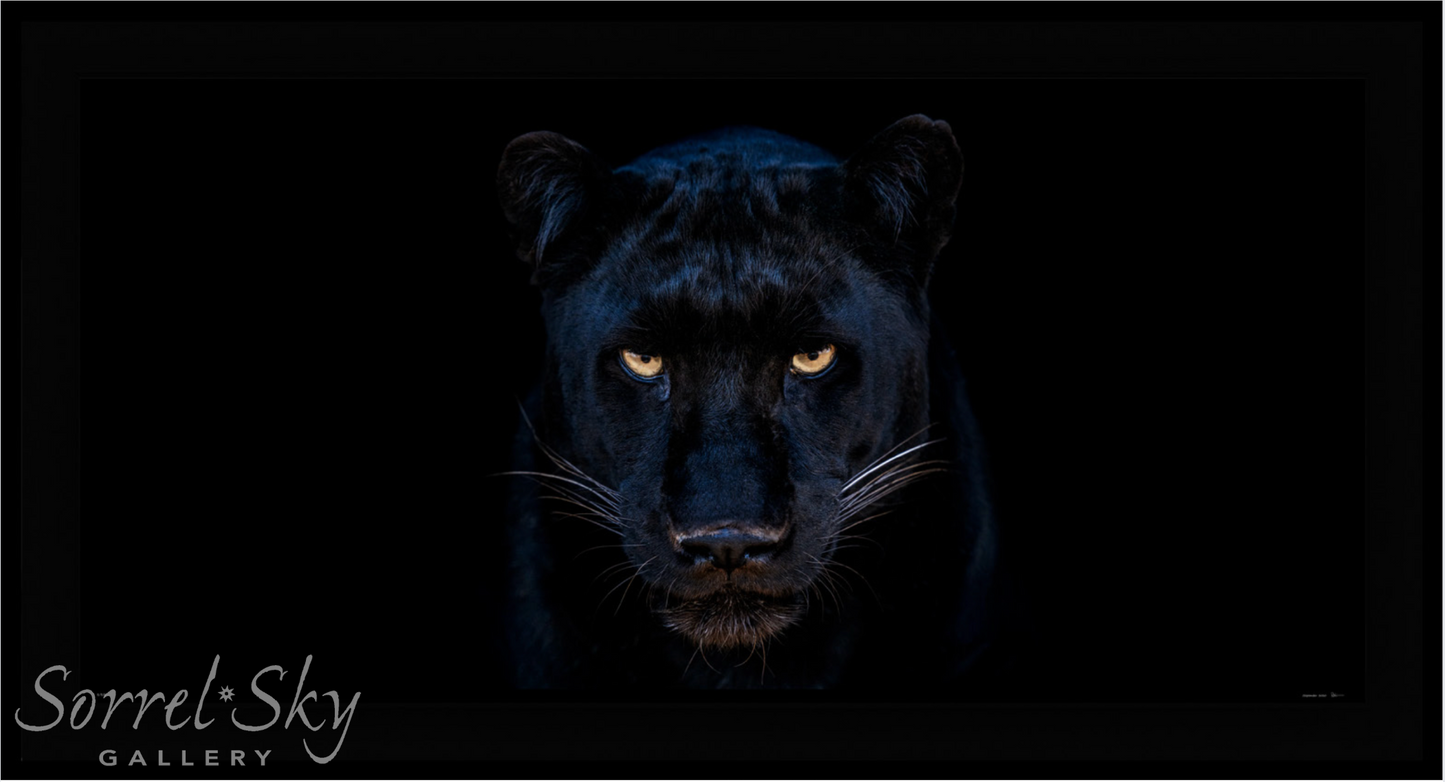 The Black Panther Club-Photographic Print-David Yarrow-Sorrel Sky Gallery