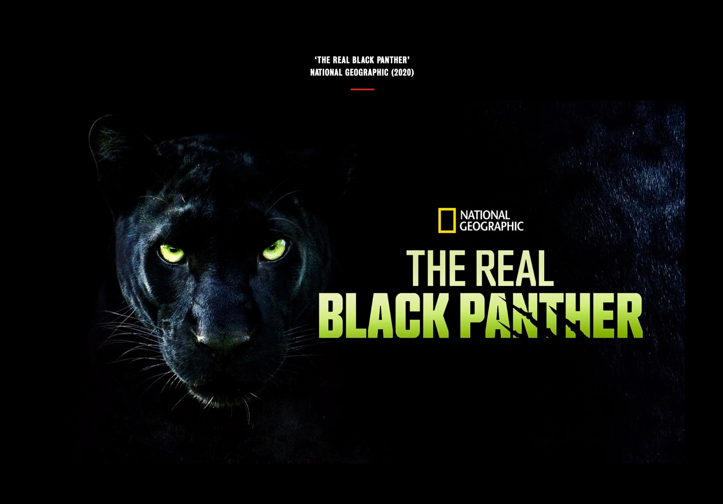 The Black Panther Club-Photographic Print-David Yarrow-Sorrel Sky Gallery