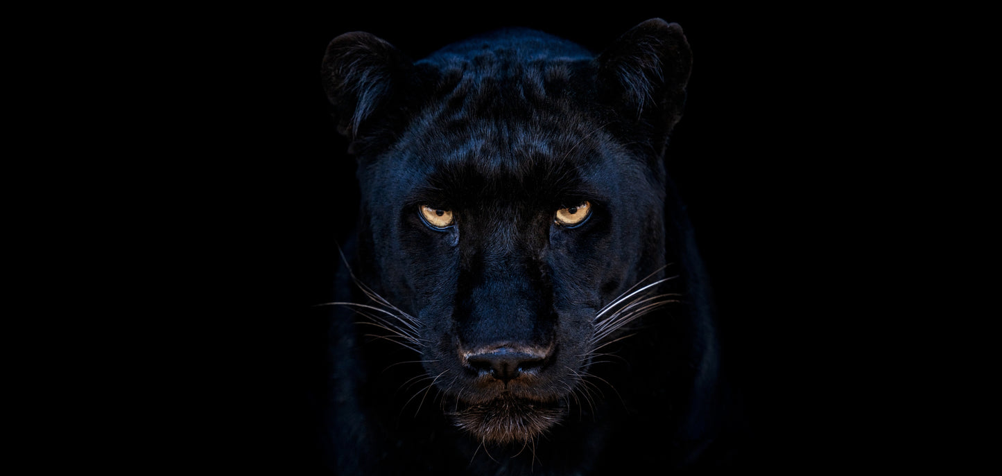 The Black Panther Club-Photographic Print-David Yarrow-Sorrel Sky Gallery