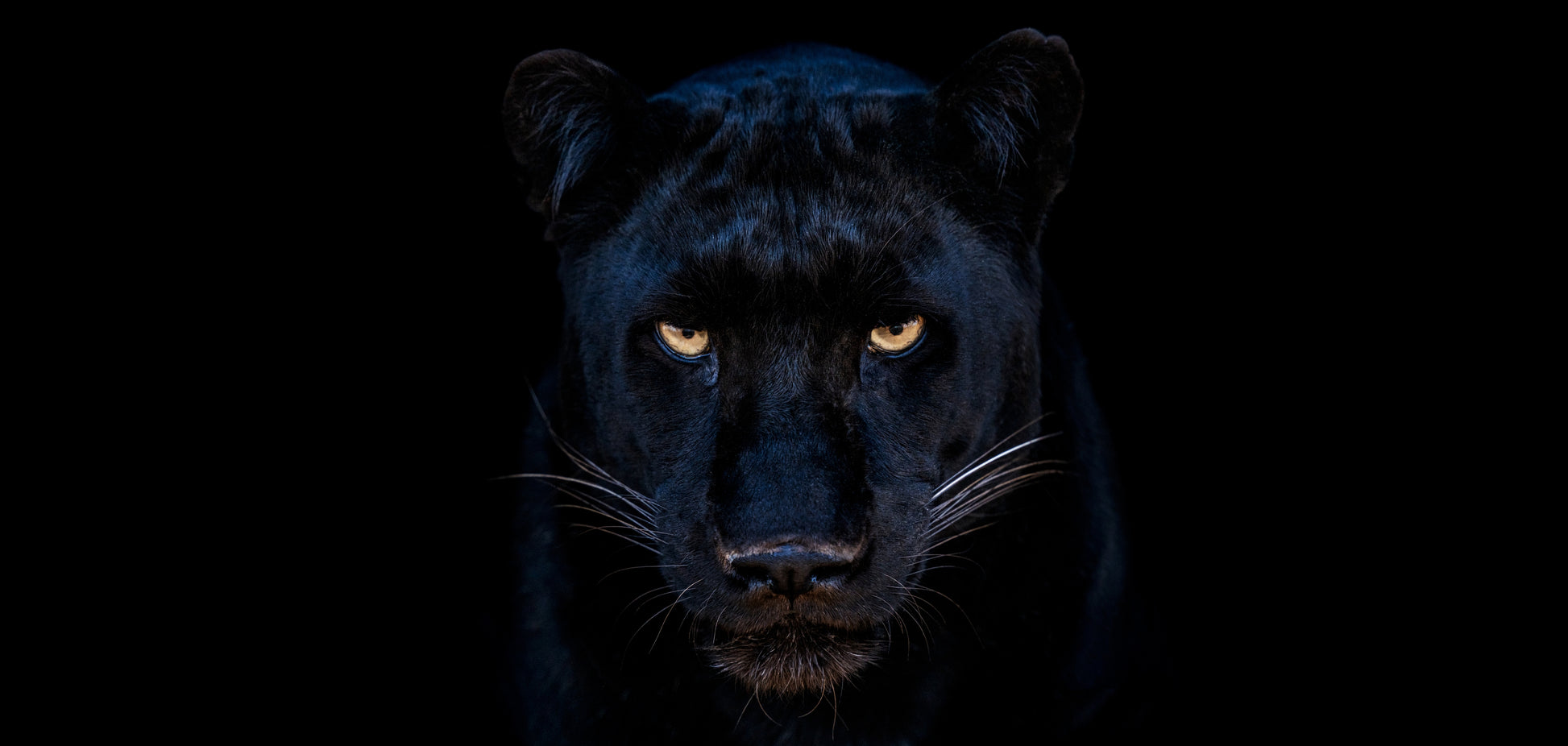 The Black Panther Club-Photographic Print-David Yarrow-Sorrel Sky Gallery