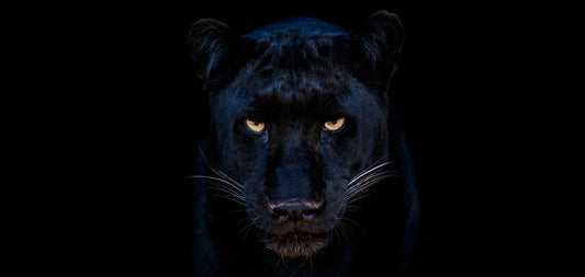 The Black Panther Club-Photographic Print-David Yarrow-Sorrel Sky Gallery