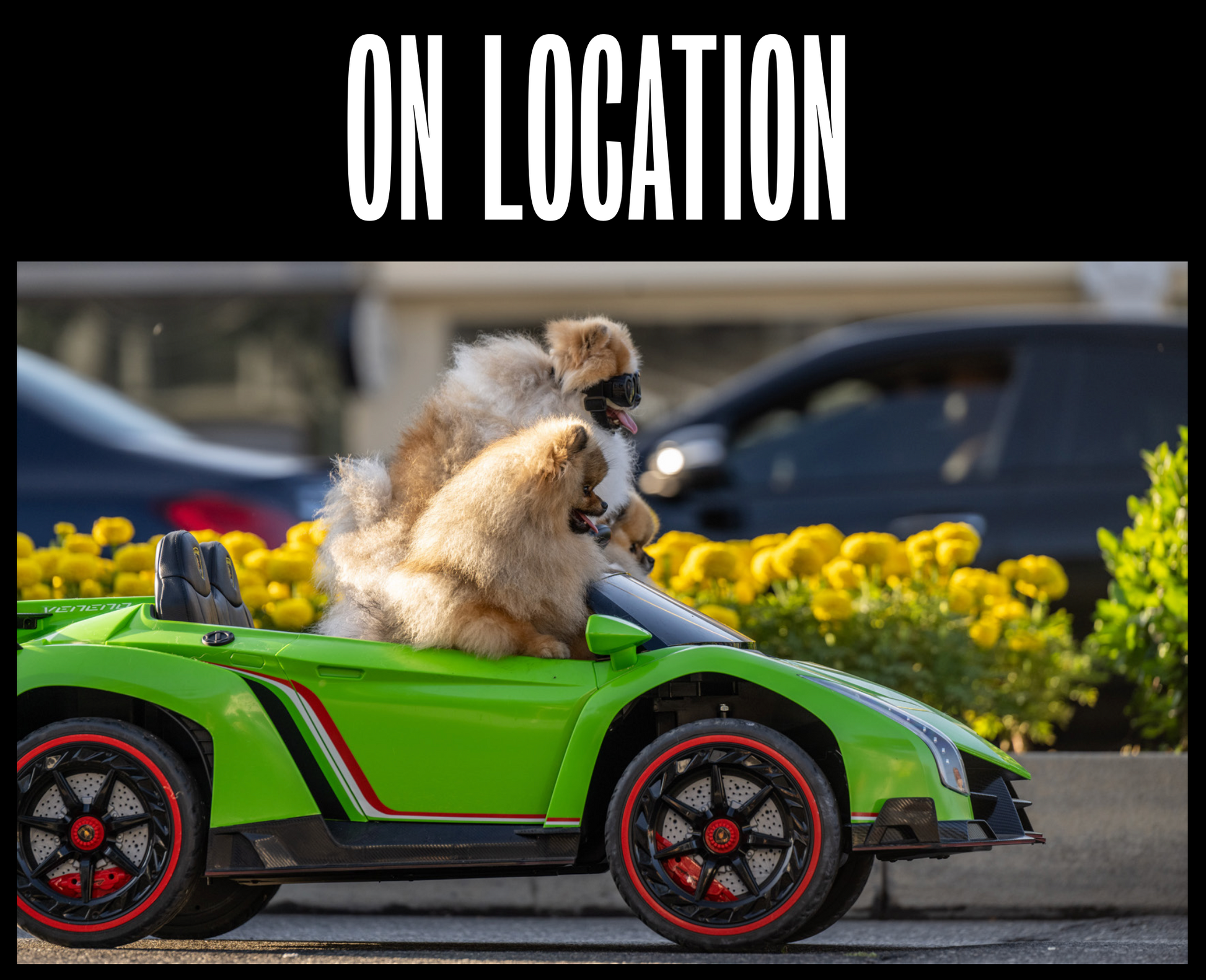 The Dogs of Sunset-Photographic Print-David Yarrow-Sorrel Sky Gallery