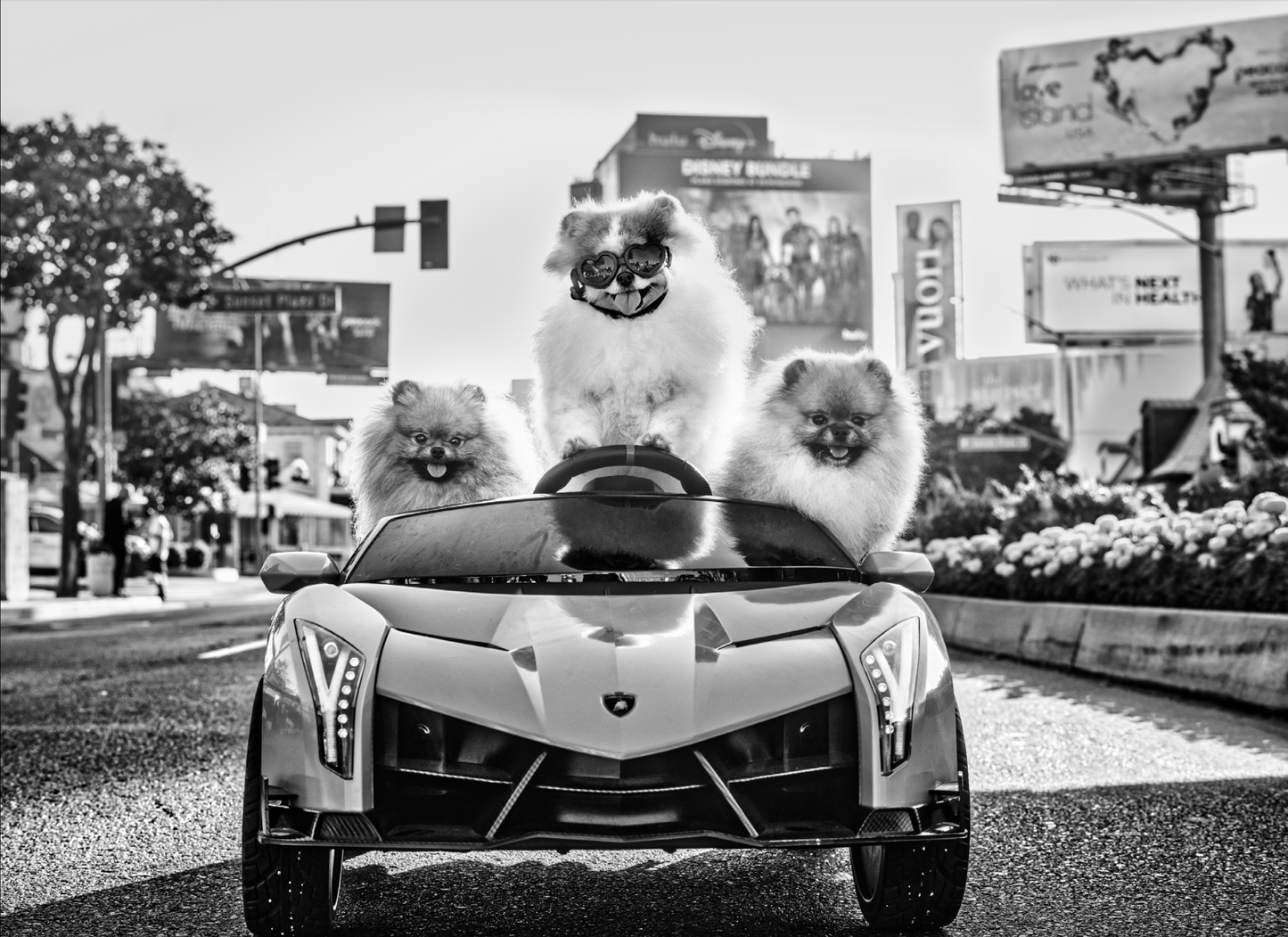The Dogs of Sunset-Photographic Print-David Yarrow-Sorrel Sky Gallery