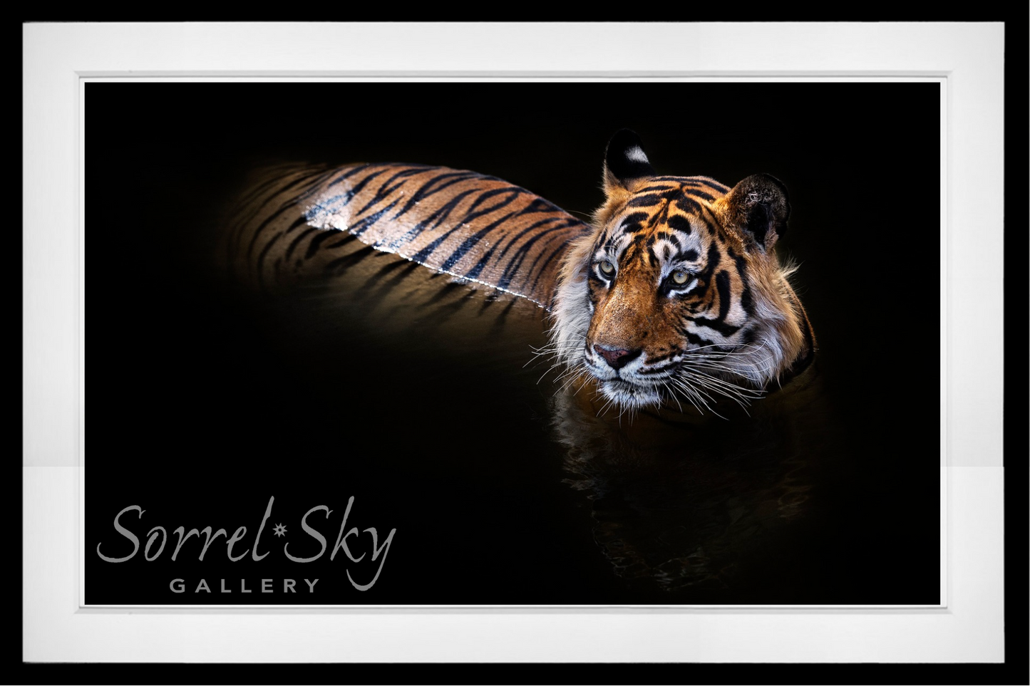 The Killer - Colour-Photographic Print-David Yarrow-Sorrel Sky Gallery