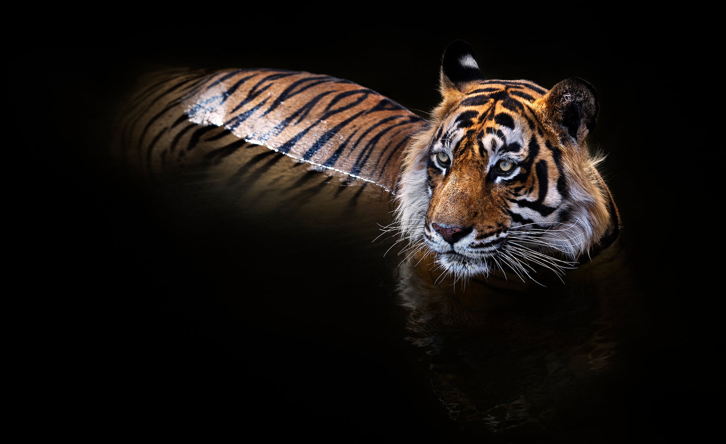 The Killer - Colour-Photographic Print-David Yarrow-Sorrel Sky Gallery