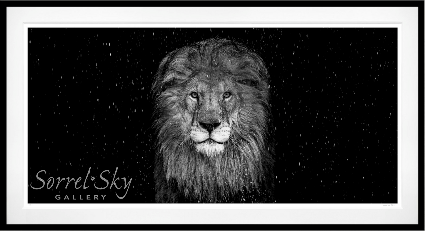 The Lion - B/W-Photographic Print-David Yarrow-Sorrel Sky Gallery
