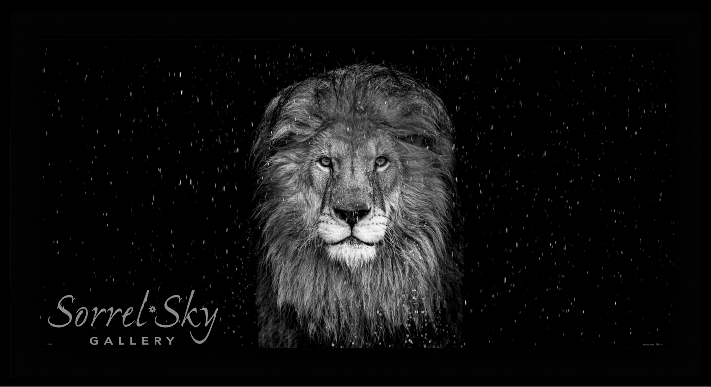 The Lion - B/W-Photographic Print-David Yarrow-Sorrel Sky Gallery