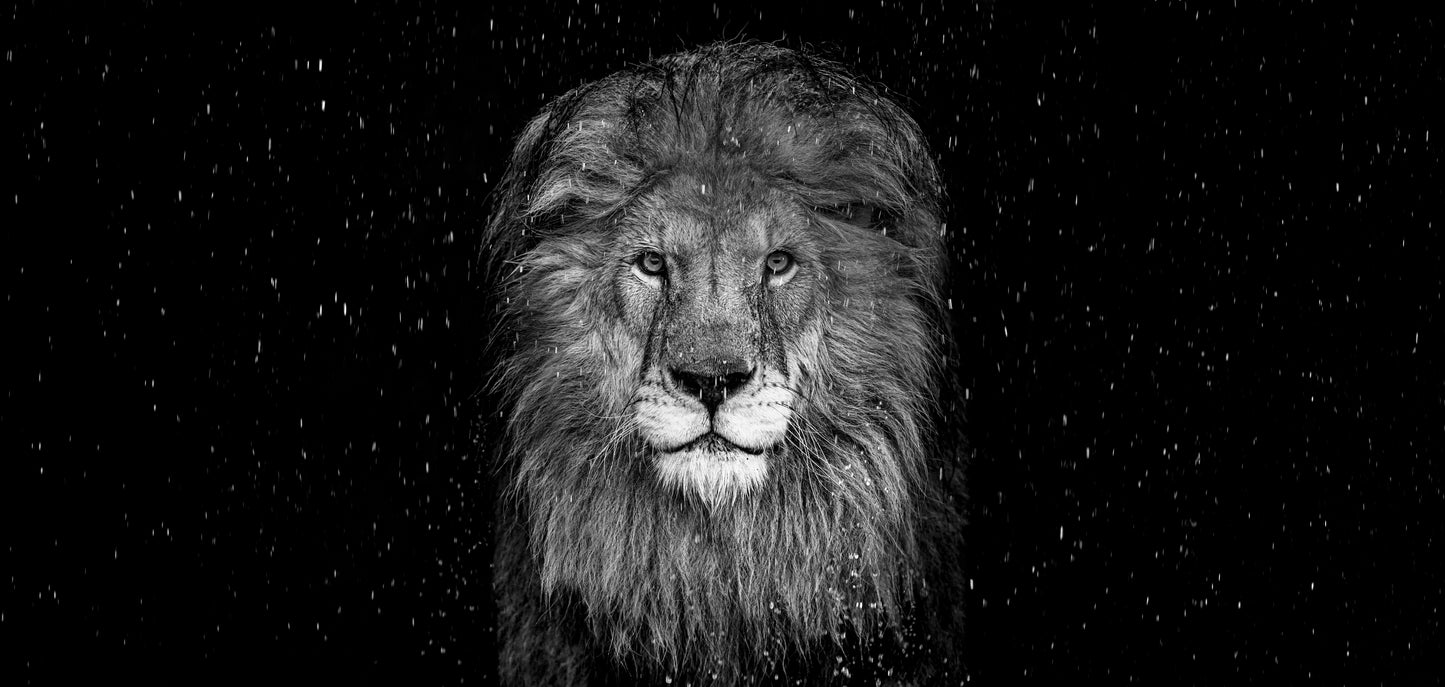 The Lion - B/W-Photographic Print-David Yarrow-Sorrel Sky Gallery