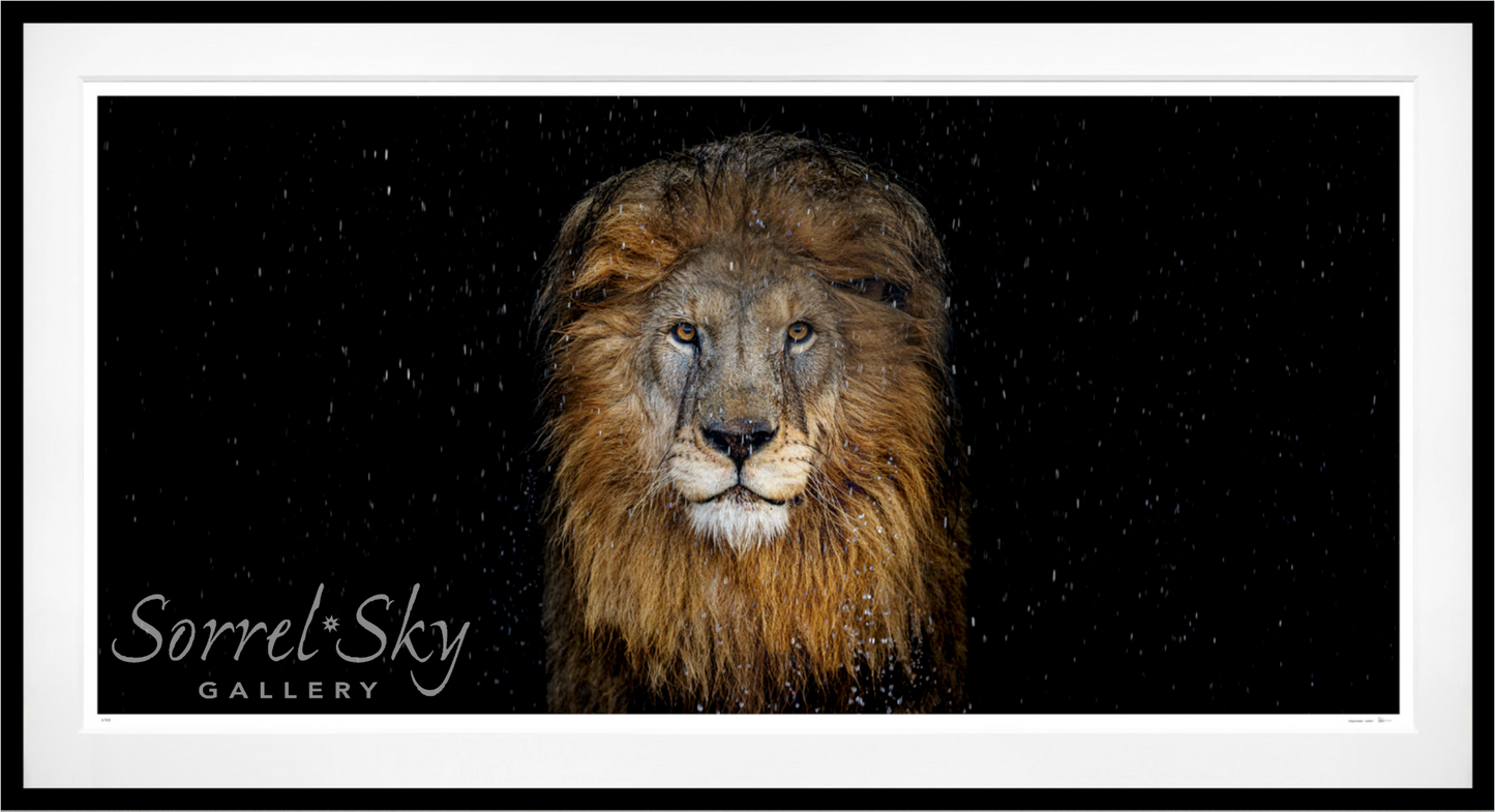 The Lion - Colour-Photographic Print-David Yarrow-Sorrel Sky Gallery