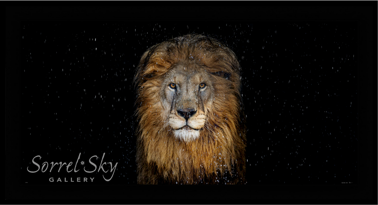The Lion - Colour-Photographic Print-David Yarrow-Sorrel Sky Gallery