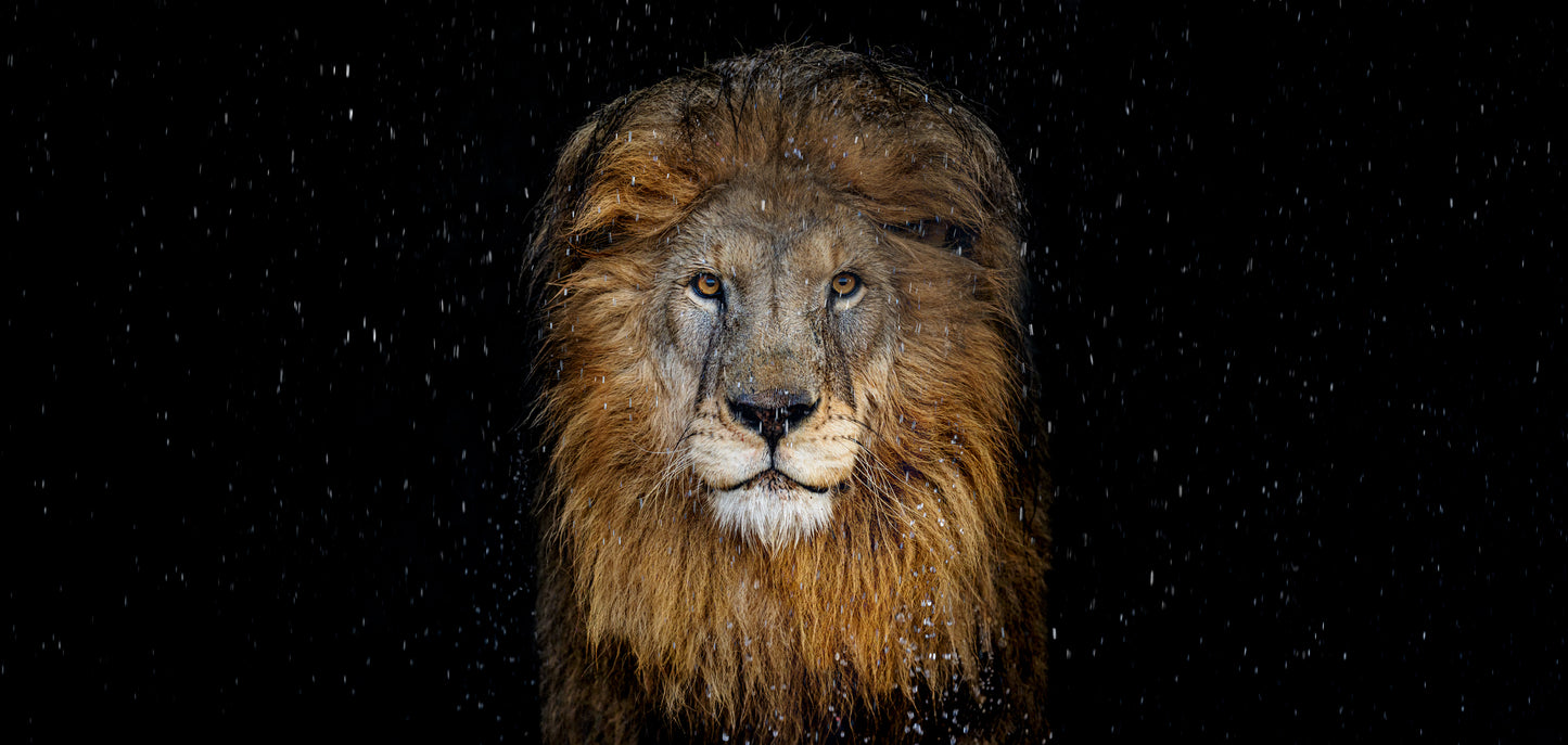 The Lion - Colour-Photographic Print-David Yarrow-Sorrel Sky Gallery