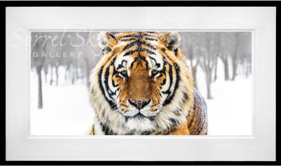 The Siberian-Photographic Print-David Yarrow-Sorrel Sky Gallery