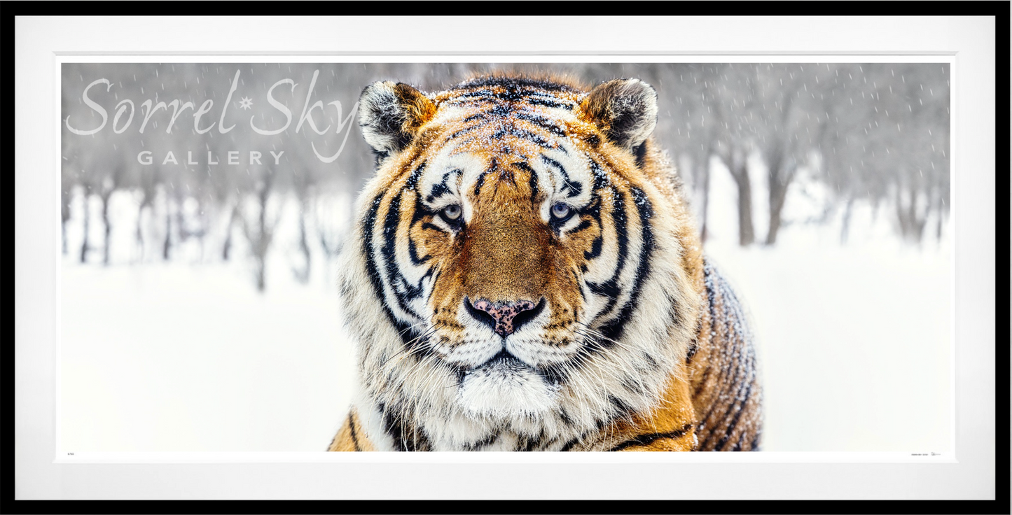 The Siberian II-Photographic Print-David Yarrow-Sorrel Sky Gallery