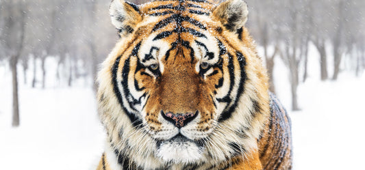 The Siberian-Photographic Print-David Yarrow-Sorrel Sky Gallery