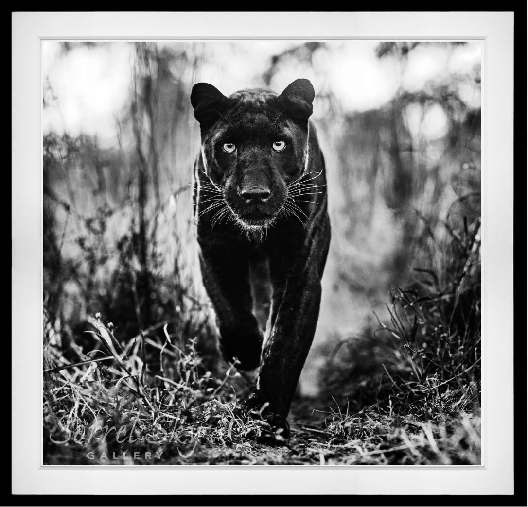 The Superhero-Photographic Print-David Yarrow-Sorrel Sky Gallery
