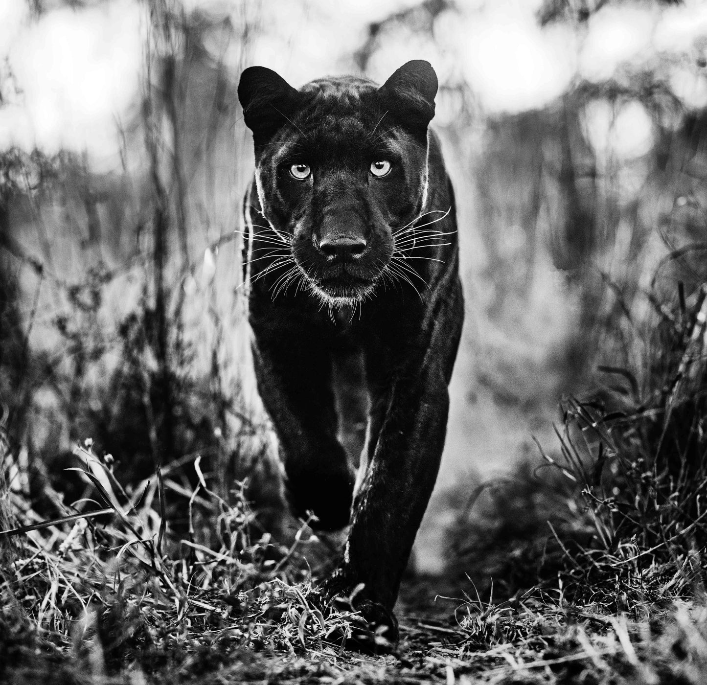 The Superhero-Photographic Print-David Yarrow-Sorrel Sky Gallery