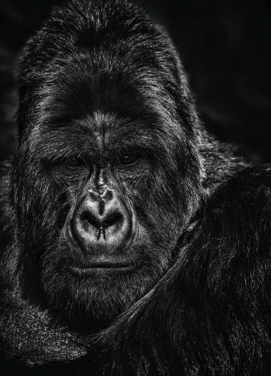 The Thinker-Photographic Print-David Yarrow-Sorrel Sky Gallery