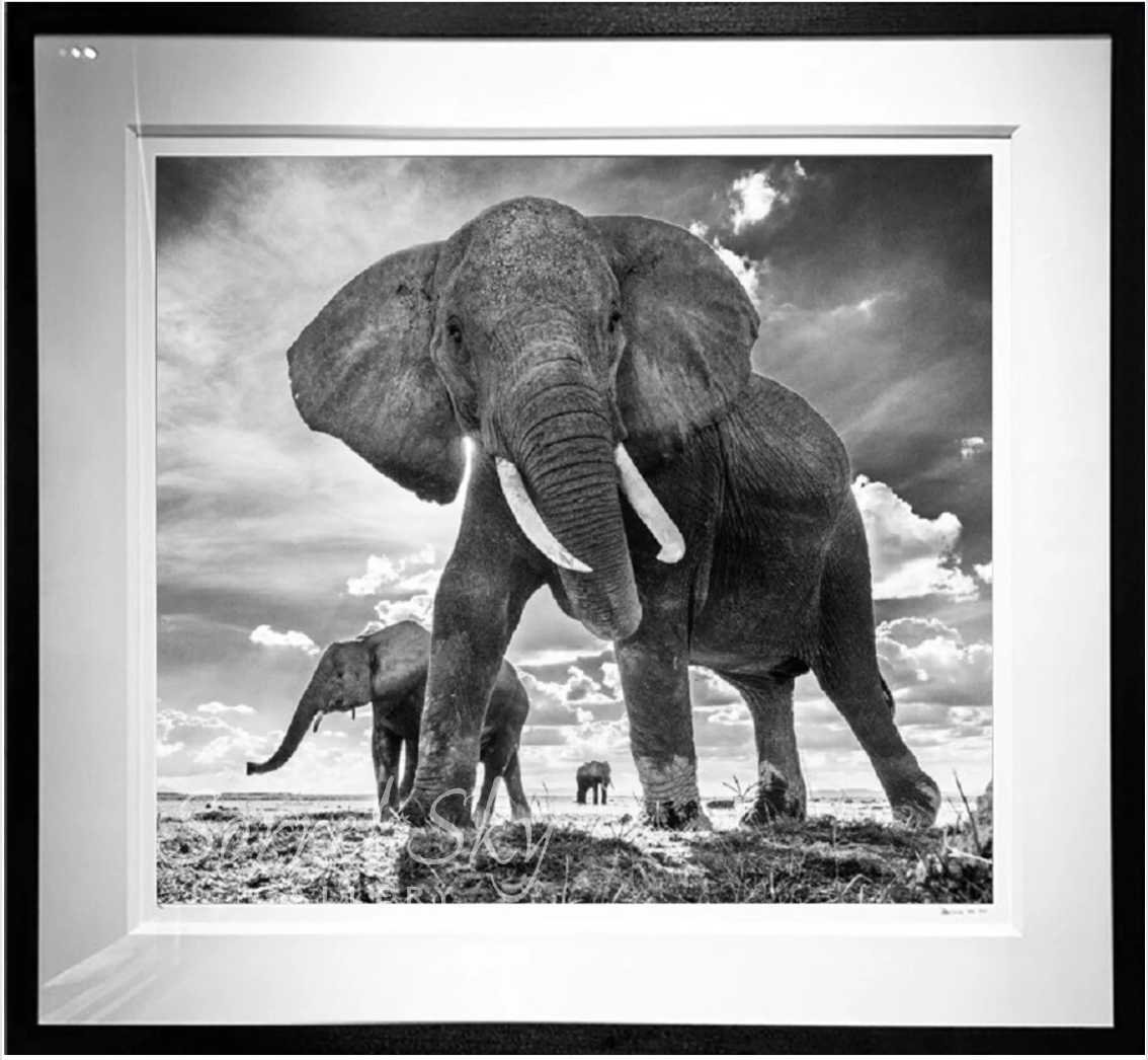 The Untouchables-Photographic Print-David Yarrow-Sorrel Sky Gallery