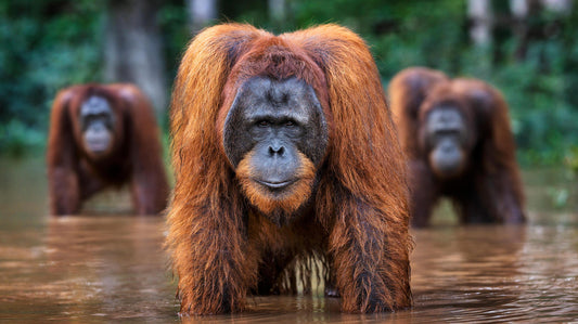 Welcome To The Jungle-Photographic Print-David Yarrow-Sorrel Sky Gallery