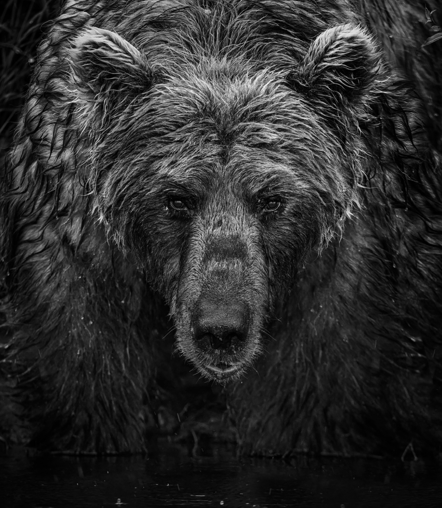 Wet Wet Wet-Photographic Print-David Yarrow-Sorrel Sky Gallery