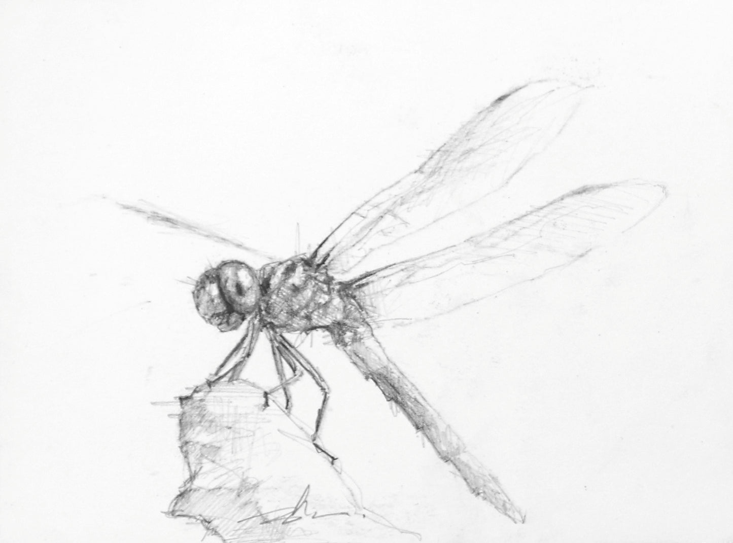 Dragonfly Study I-Painting-Doyle Hostetler-Sorrel Sky Gallery