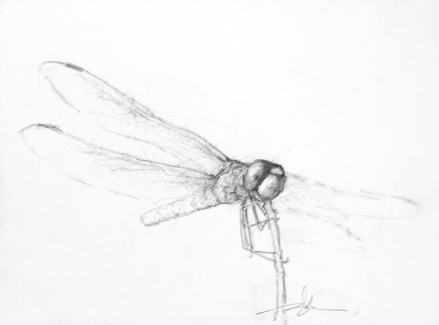 Dragonfly Study II-Painting-Doyle Hostetler-Sorrel Sky Gallery