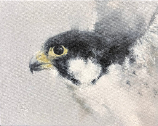 Falcon Study I