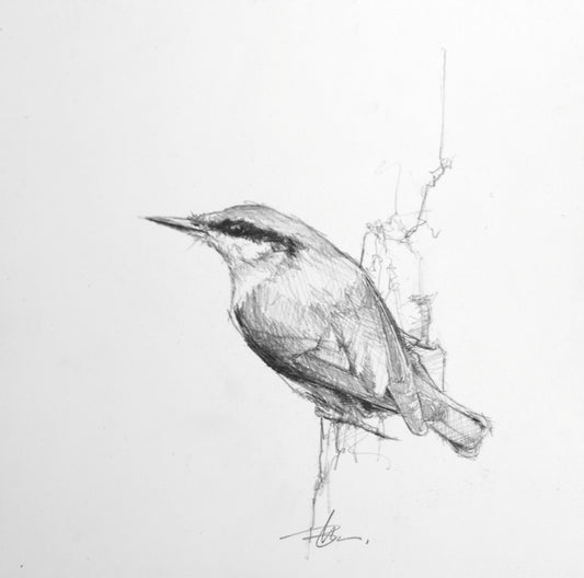 Nuthatch Study I-Painting-Doyle Hostetler-Sorrel Sky Gallery