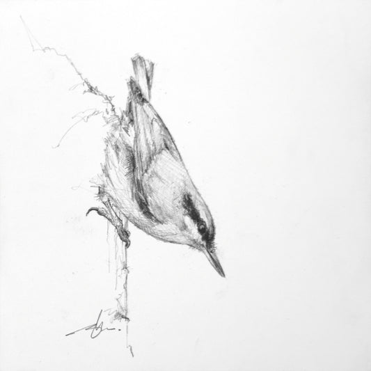 Nuthatch Study II-Painting-Doyle Hostetler-Sorrel Sky Gallery