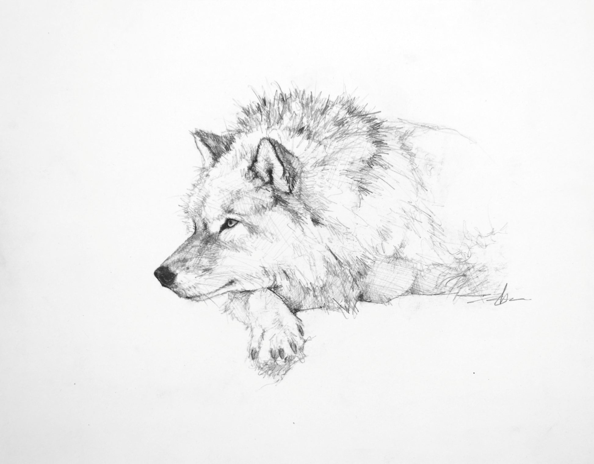 Resting Wolf Study I-Painting-Doyle Hostetler-Sorrel Sky Gallery