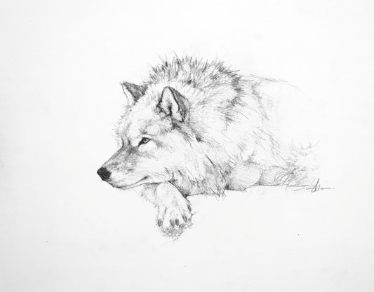 Resting Wolf Study I-Painting-Doyle Hostetler-Sorrel Sky Gallery