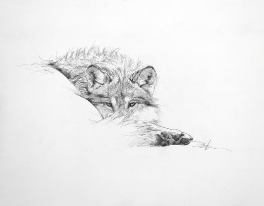 Resting Wolf Study II-Painting-Doyle Hostetler-Sorrel Sky Gallery