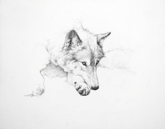 Resting Wolf Study III-Painting-Doyle Hostetler-Sorrel Sky Gallery