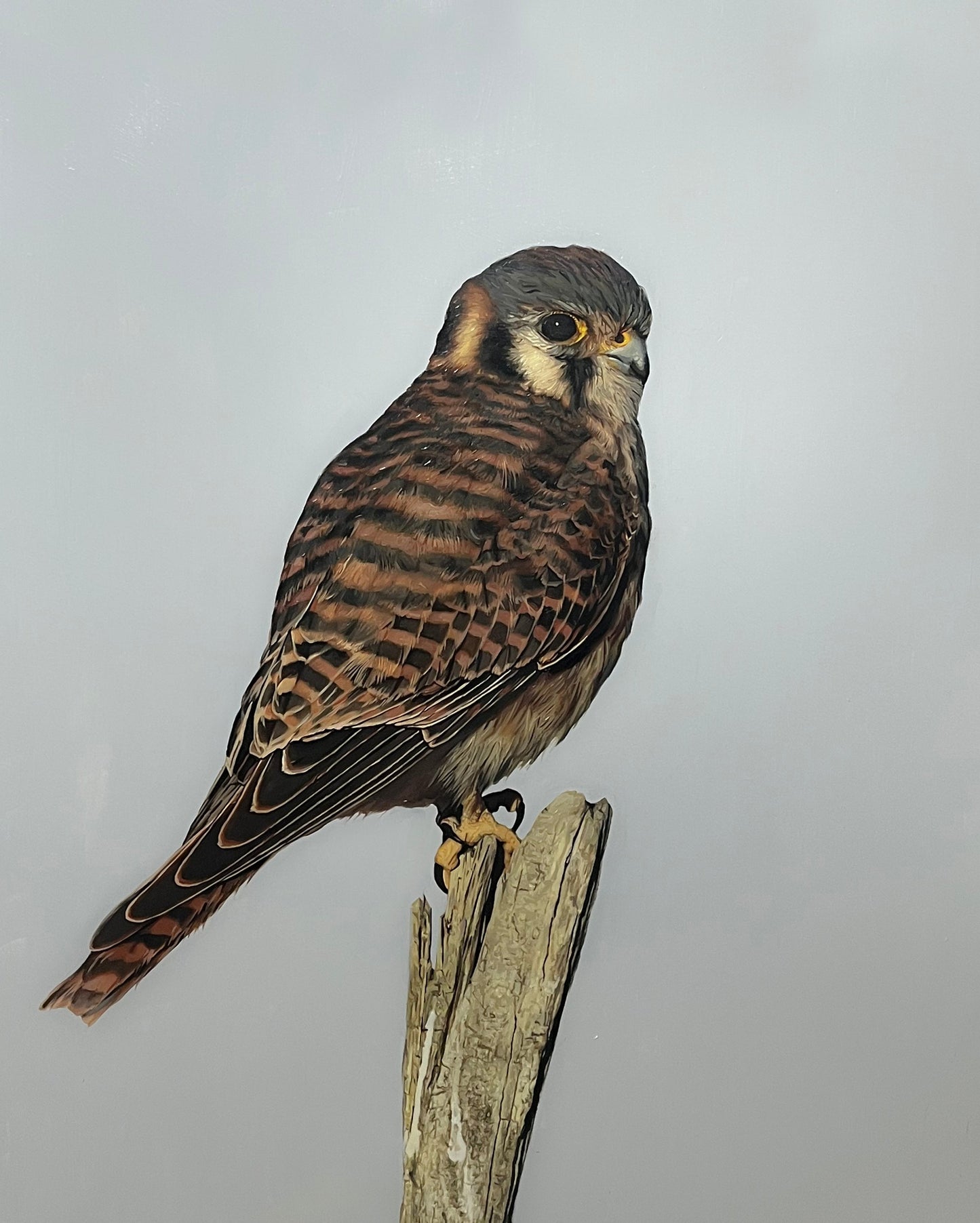 Kestrel