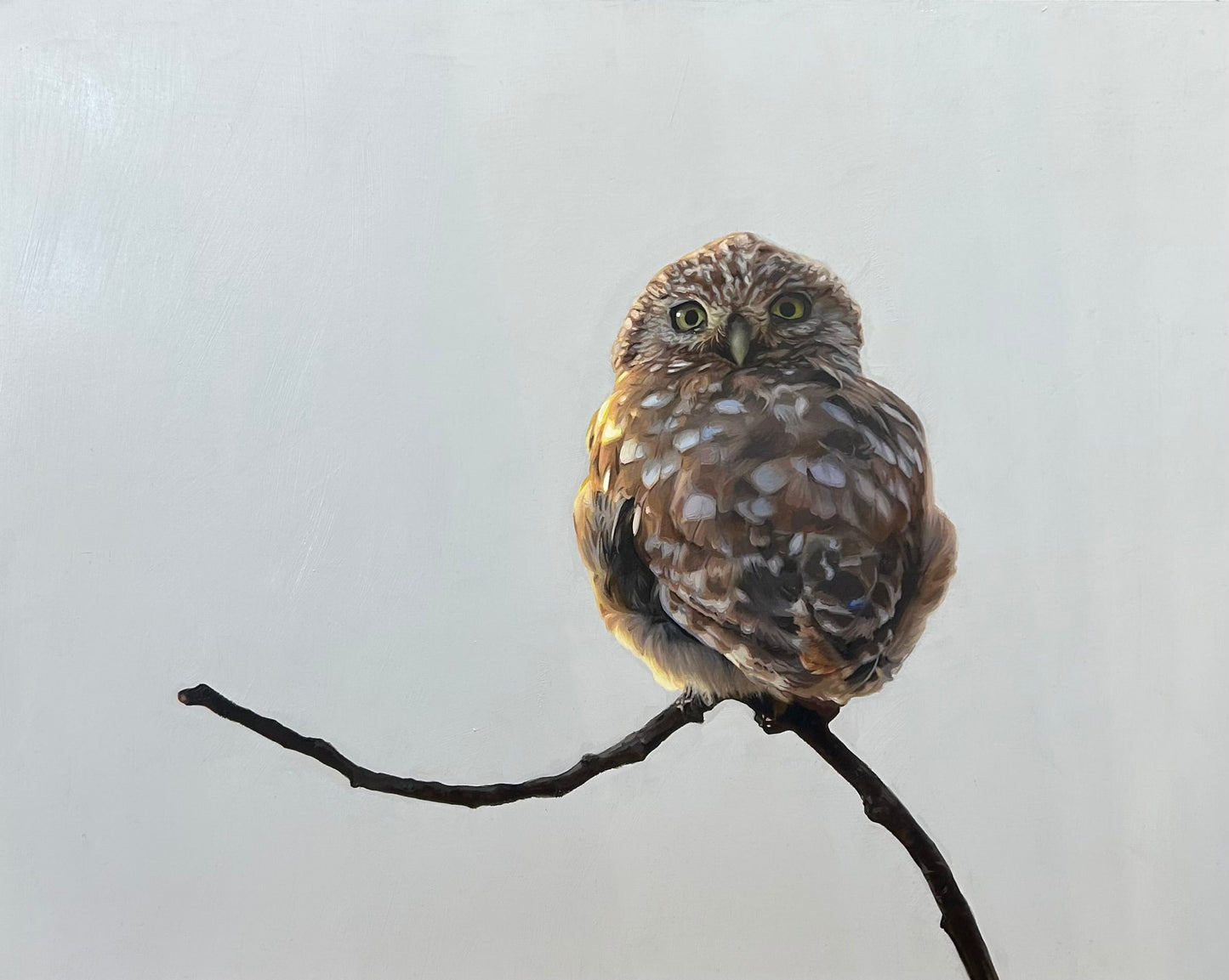 Little Owl