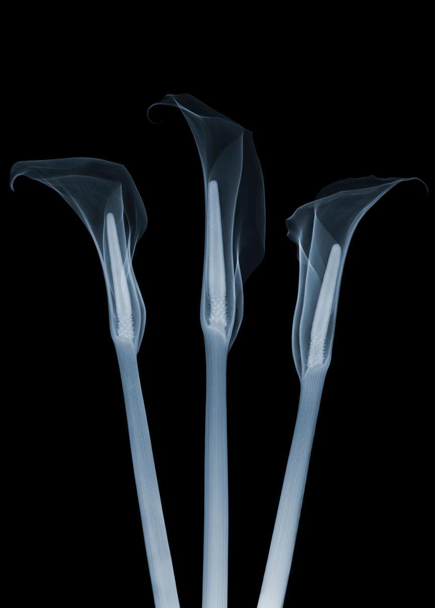 Arum Lilies-Photographic Print-Nick Veasey-Sorrel Sky Gallery