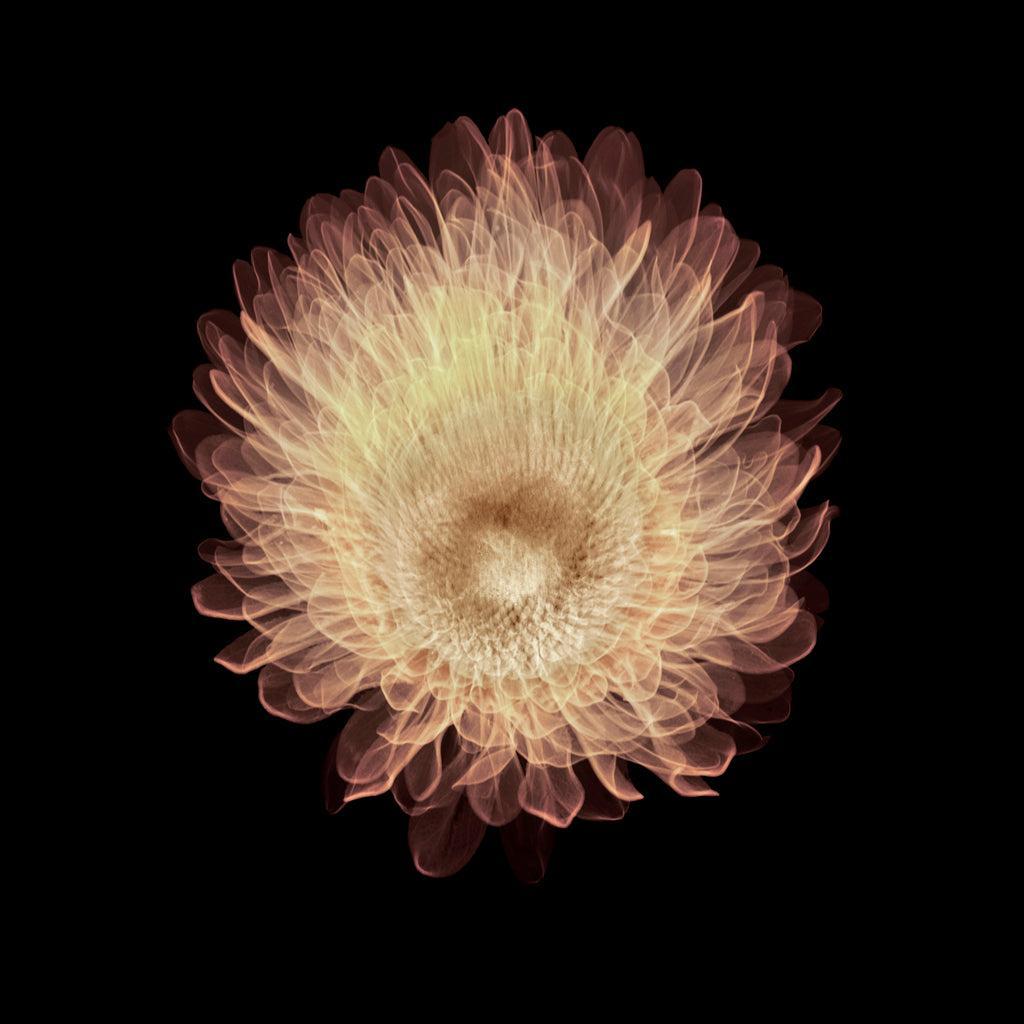 Aster-Photographic Print-Nick Veasey-Sorrel Sky Gallery