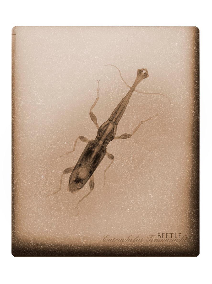 Beetle-Photographic Print-Nick Veasey-Sorrel Sky Gallery