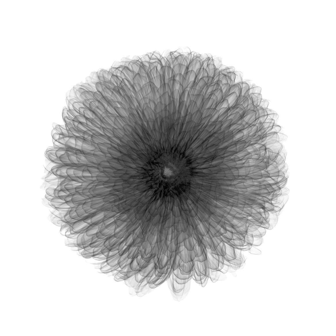 Britbloom Chrysanthemum-Photographic Print-Nick Veasey-Sorrel Sky Gallery