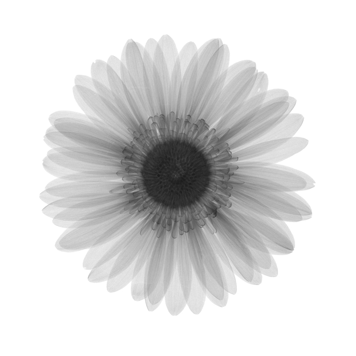 Chrysanth 4-Photographic Print-Nick Veasey-Sorrel Sky Gallery