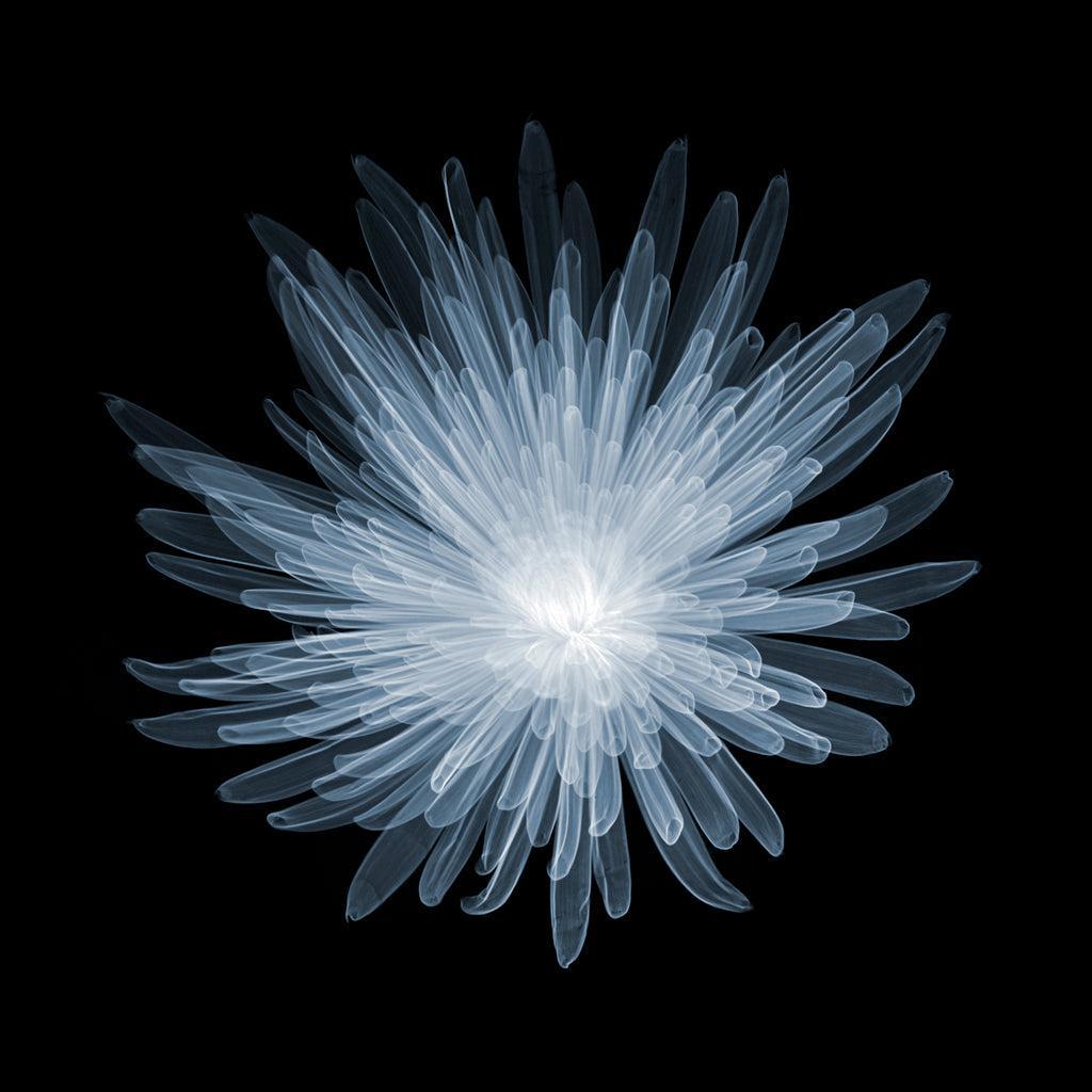 Chrysanth Bloom A-1-Photographic Print-Nick Veasey-Sorrel Sky Gallery