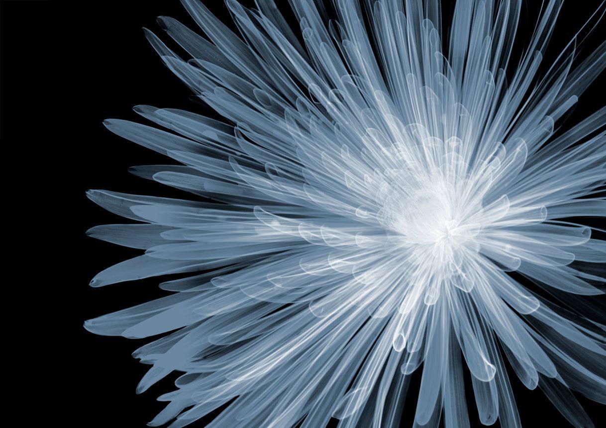 Chrysanthemum-Photographic Print-Nick Veasey-Sorrel Sky Gallery