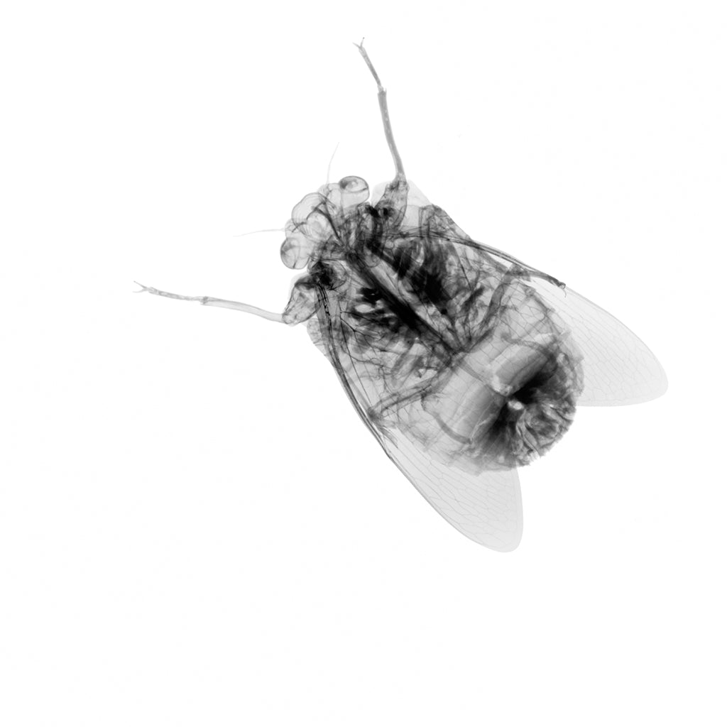 Cicada v1808-Photographic Print-Nick Veasey-Sorrel Sky Gallery