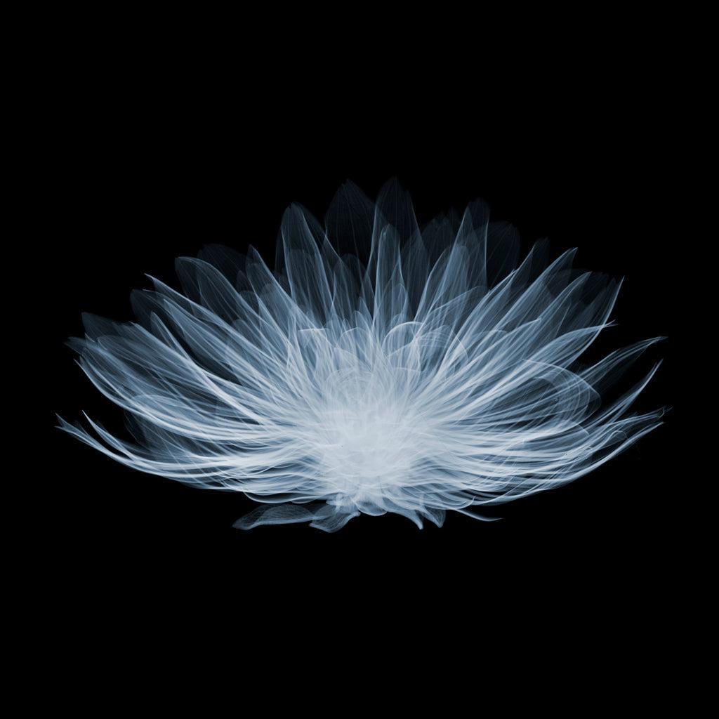 Dahlia G Side B-Photographic Print-Nick Veasey-Sorrel Sky Gallery