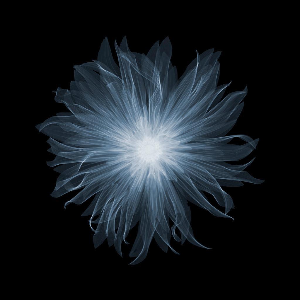 Dahlia Munchen-Photographic Print-Nick Veasey-Sorrel Sky Gallery