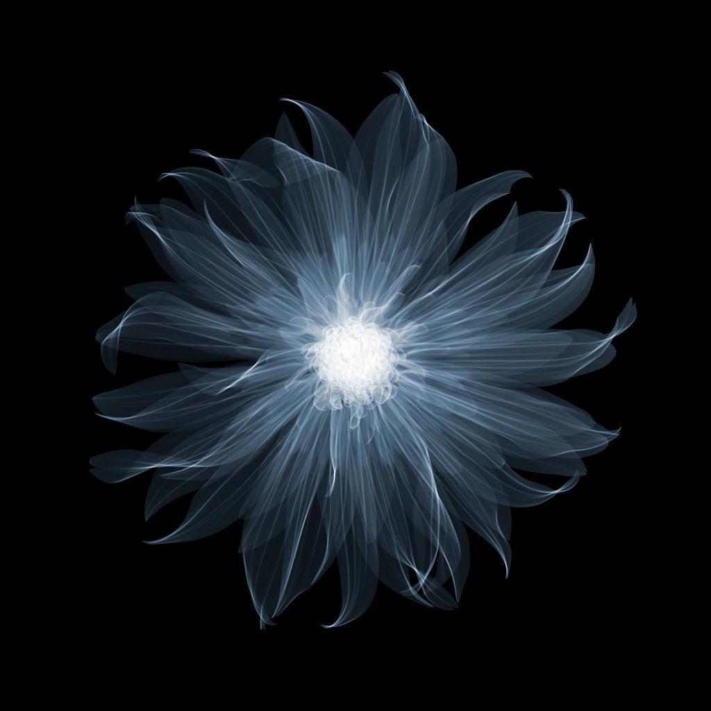 Dahlia Pablo-Photographic Print-Nick Veasey-Sorrel Sky Gallery