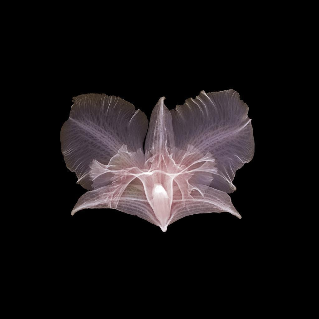 Dendrobium-Photographic Print-Nick Veasey-Sorrel Sky Gallery