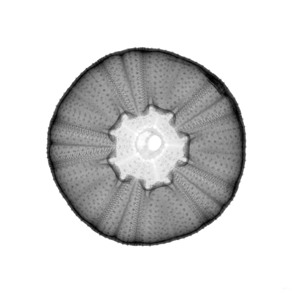 Donut Shell-Photographic Print-Nick Veasey-Sorrel Sky Gallery